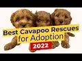 Best Cavapoo Rescues for Adoption 2022