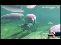 Brevard has highest number of manatee deaths