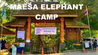 Download (4K)Walking Tour Maesa Elephant Camp|Chiang Mai,Thailand MP3