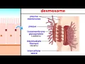 Types of Tissue Part 1 Epithelial Tissue