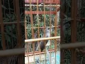Kancilan bakau gacor di alam liar