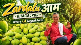 Bihar’s World Famous GI Tagged ZARDALU/JARDALU AAM 🥭 | The Pride of Bhagalpur I दही-चूड़ा और आम