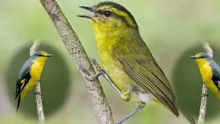 suara pikat burung berkoloni auto lengket buktikan