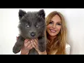 Download Lagu I GOT ANOTHER BLUE WOLF!