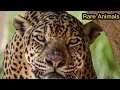The Strong Life of the Amur Leopard Hunting Behavior and Habitat