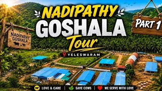 Nadipathy Goshala - Tour Part 01 - A Serene Goshala thats home for 10600+ Cattle | Nadipathy Village