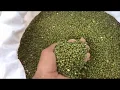 Download Lagu Mung bean plantation and harvest