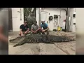 12-foot 700 pound gator found in Lake Marion