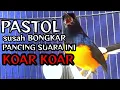 Download Lagu PANCINGAN GACOR MURAI PASTOL AGAR CEPAT BONGKAR ISIAN
