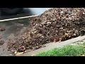 Arlington leaf collection part 2