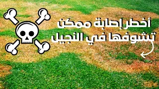 أخطر إصابة فطرية على النجيل والفرق بينها وبين الاصابه الحشرية دندنها