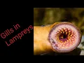 GILLS IN LAMPREYS