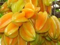 Download Lagu ★ Maluku ★ Foco ★ Buah buah di Ambon