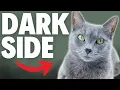 What NOBODY Tells You About Russian Blue Cats