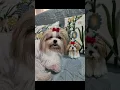 Crochet Shih tzu