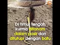 Download Lagu Belajar dari pohon kurma