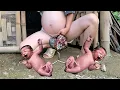 Download Lagu 9-month pregnant girl about to give birth - Making spring rolls to sell to get money to give birth