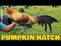 Beautiful Birds PUMPKIN HATCH Dini Cuenca Farm Philippines
