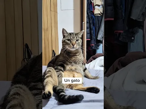Así es como se veían los animales domésticos hace muchos años #shorts #animales