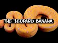 The Amazing Leopard Banana Ball Python