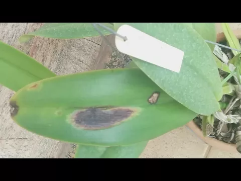 DOENÇAS NAS ORQUÍDEAS: CHUVAS