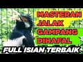 Lagu Burung Jalak Suren Betina Gacor Memanggil Jantan Full Isian Tengkek Buto Unik