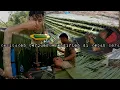 Download Lagu Kalian jadi saksi perjuanganku membenah diri di kebun baru warta petani muda hidup di hutan