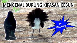 keberadaan burung kipasan kebun di maluku