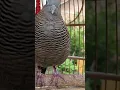 Download Lagu Burung tekukur lokal punya suara topcer yang jernih untuk umpan yang langsung bereaksi #shorts