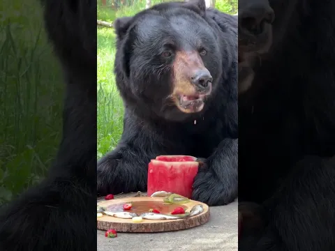 This Bear’s 18th Birthday Cake Was So Cute!