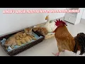 Download Lagu So funny and cute!rooster doesn't allow the mother cat and the mother duck to exchange their babies!