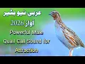 Lagu Powerful Common Quail Call Sound for Hunting | Male Quail Voice