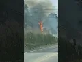 Brush Fire Along Trenton Road