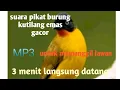 Download Lagu SUARA BURUNG KUTILANG EMAS PIKAT TERBARU // SUARA PIKAT KUTILANG EMAS GACOR