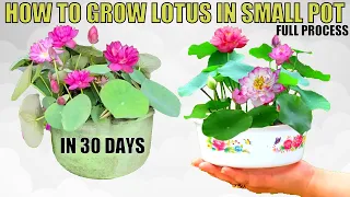 How to Grow Lotus at Home | Flowering In Just 30 Days