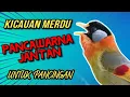 Download Lagu Kicauan Merdu Pancawarna Jantan Gacor Untuk Pancingan | Suara Jernih MP3