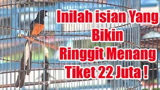 Download Juara 1 Tiket 22 Juta ‼️ Murai Batu Terbaik Abad ini MP3