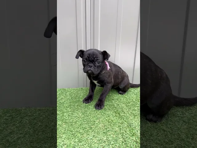 動画