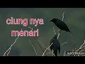 Lagu masteran gacor utk pikat burung ciung batu liar suara pancingan park 5 || kicau suara burung
