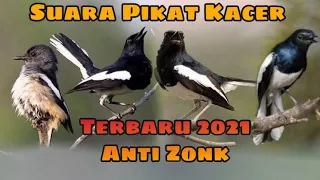 Download Suara Pikat Burung Kacer Paling Ampuh Di Jamin Langsung Nyaut MP3