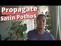 Propagate a Satin Pothos the Right Way Scindapsus Pictus Argyraeus