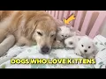 Lagu Dogs who love kittens