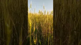 Моє серце моя душа моя любов 