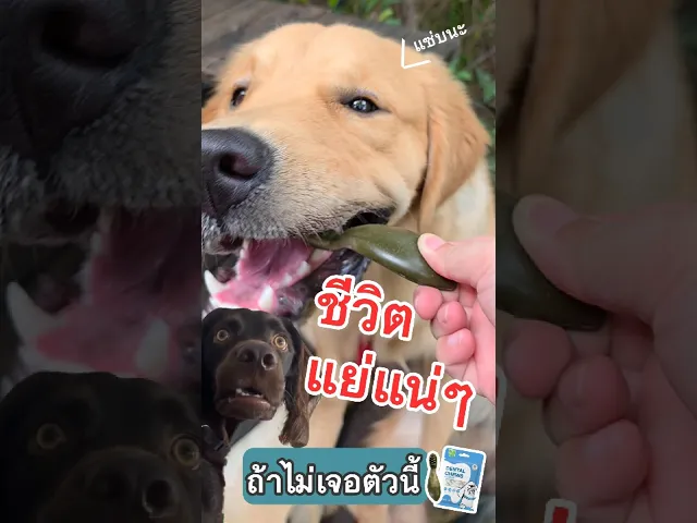 ขนมขัดฟันสำหรับสุนัข