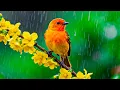 Lagu Piano Melodies, Birds Chirping \u0026 Rain 🎹🌿🕊️ Calming Sounds for Deep Sleep and Inner Peace