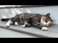 Download Lagu Miss Muffy Changes Her Mind Outdoors 😲 Senior Cat Lays on the Step  
