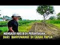 Download Lagu Memanfaatkan Lahan Tanggul Perantau Asal Banyuwangi di Merauke Papua