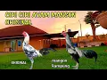 Download Lagu CARA MEMBEDAKAN AYAM MANGON ASLI DAN AYAM MANGON KAMPUNG