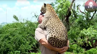 Download Man Saved a Leopard, and Years Later the Leopard Found Him… MP3