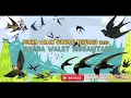 Download Lagu Suara Walet Gunung Terbaru | SUARA WALET TERBARU